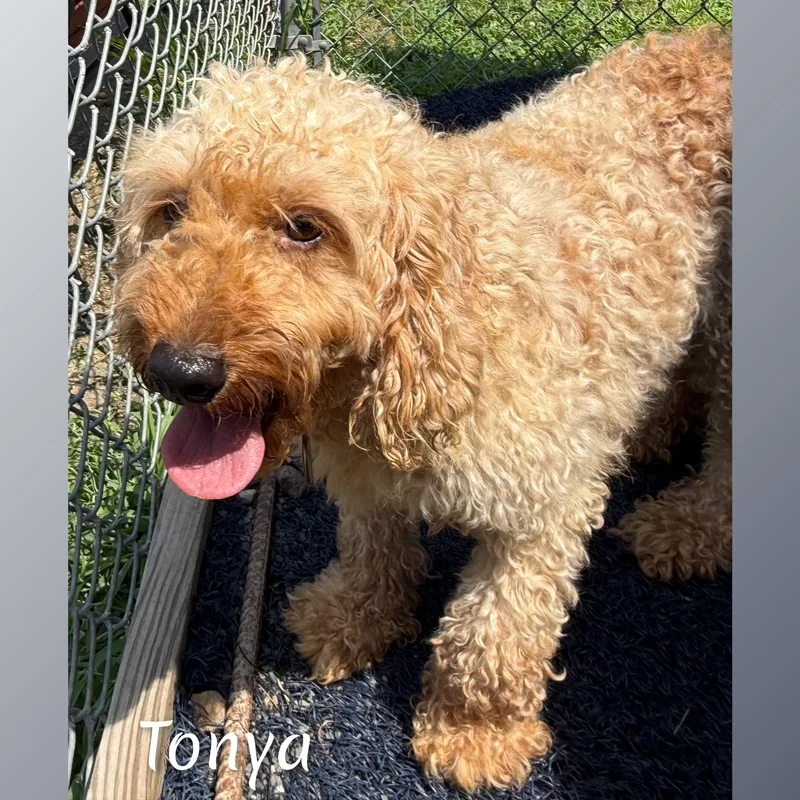 Tonya thumbnail 4