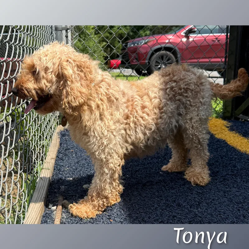 Tonya thumbnail 5