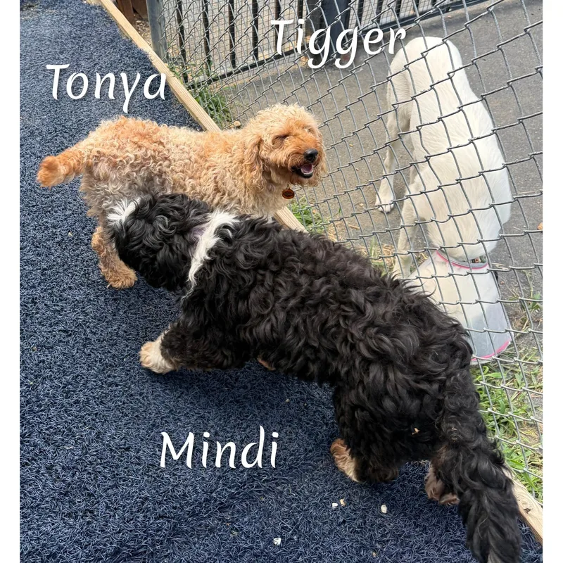 Tonya thumbnail 6