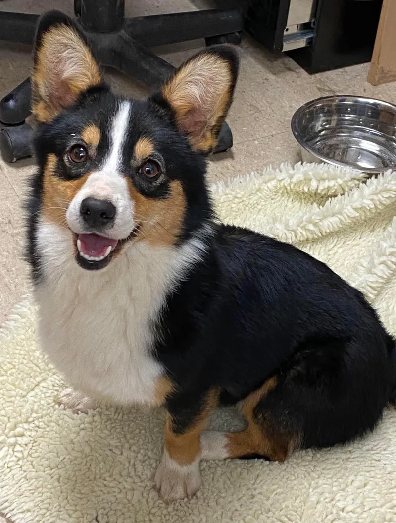 An adult medium-sized female Pembroke Welsh Corgi dog named Clover for adoption in Richmond, KY