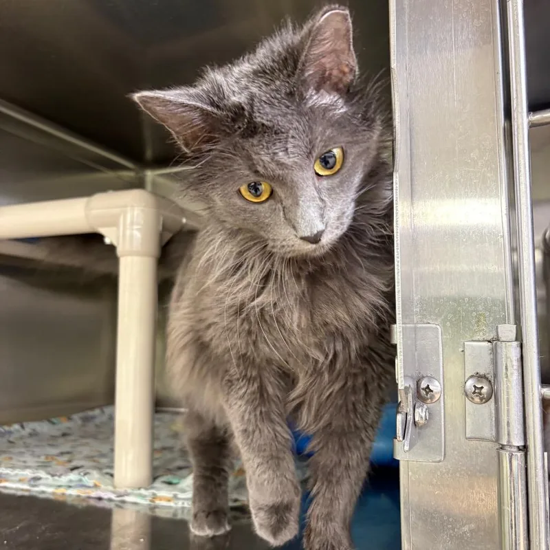 An adult medium-sized female Gray / Blue / Silver Domestic Medium Hair cat named Macy for adoption in Springfield, IL