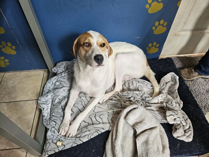 Lyra Latte thumbnail 4