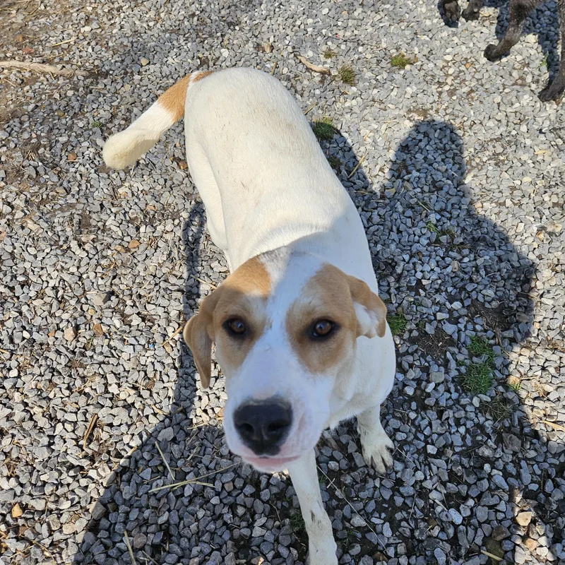 Lyra Latte thumbnail 5