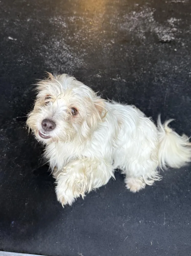 An adult small-sized male White / Cream Maltese dog named Louis for adoption in Manhattan, NY