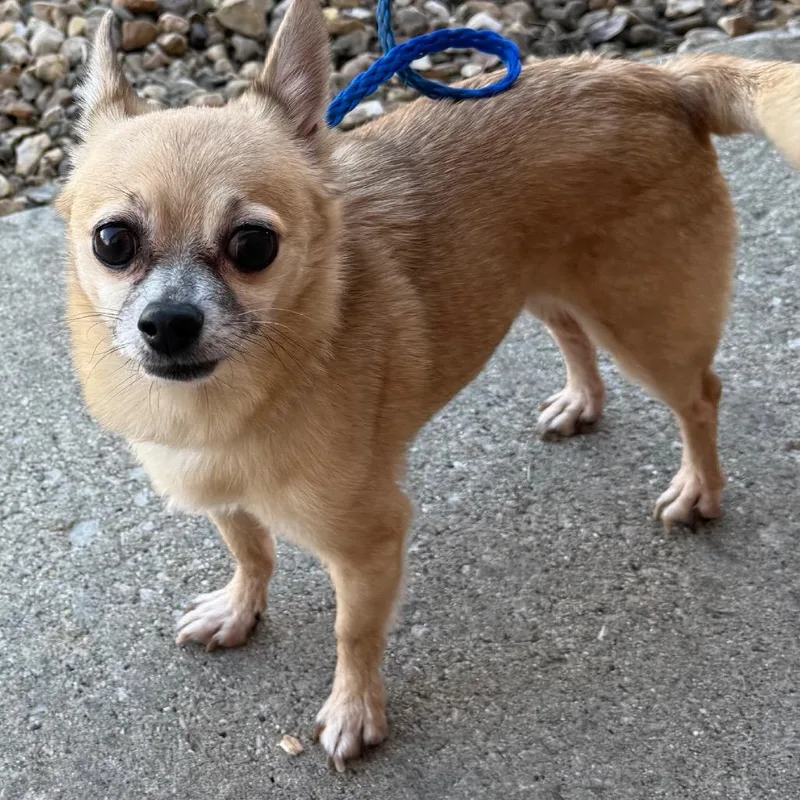 A senior small-sized male Yellow / Tan / Blond / Fawn Chihuahua dog named Titan for adoption in Hudson, IL