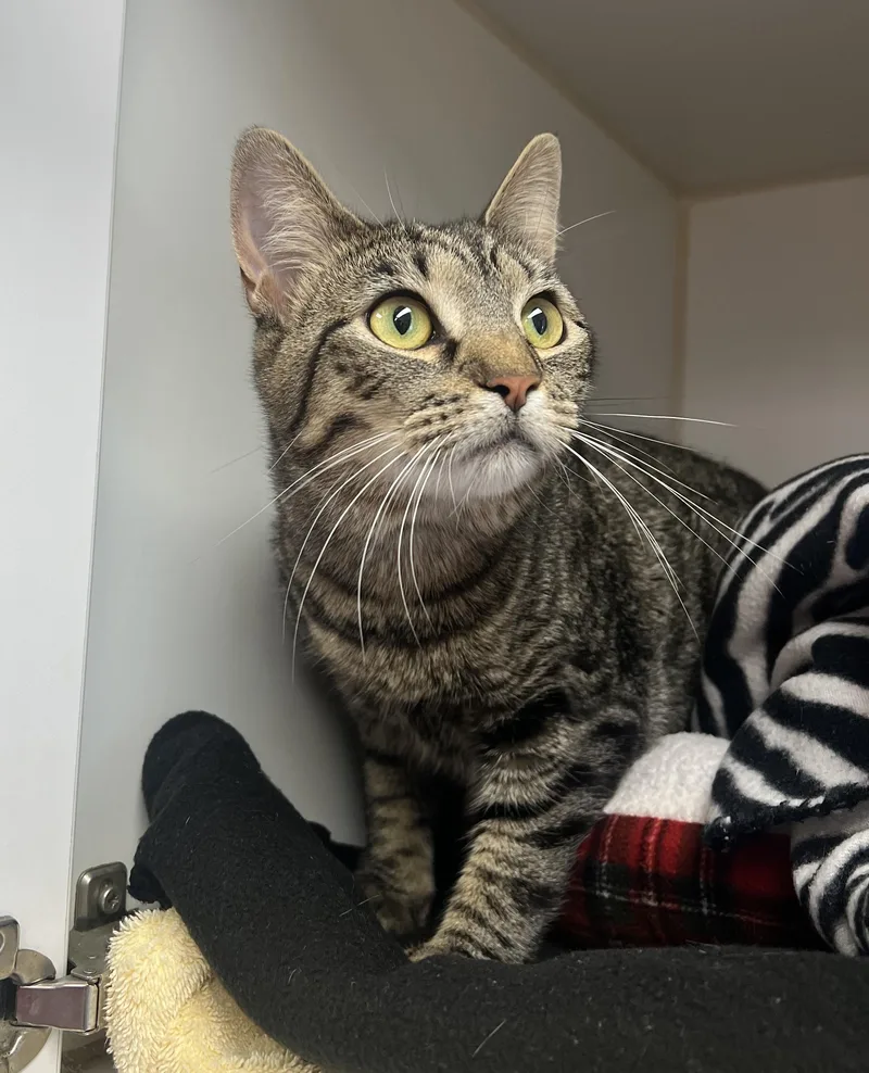 An adult medium-sized female Domestic Short Hair cat named Ollipop for adoption in Reisterstown, MD