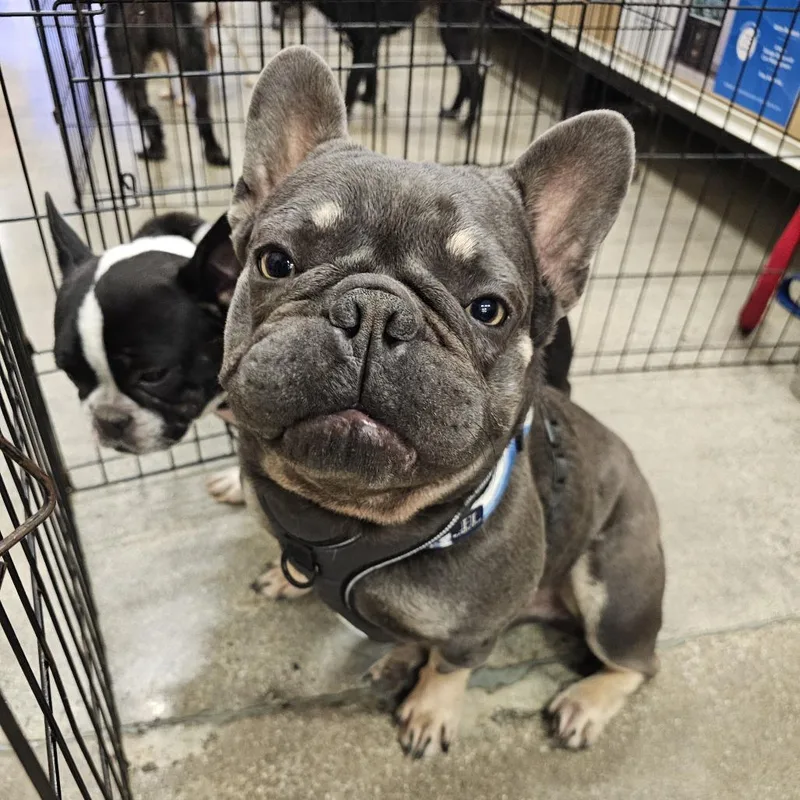 Max