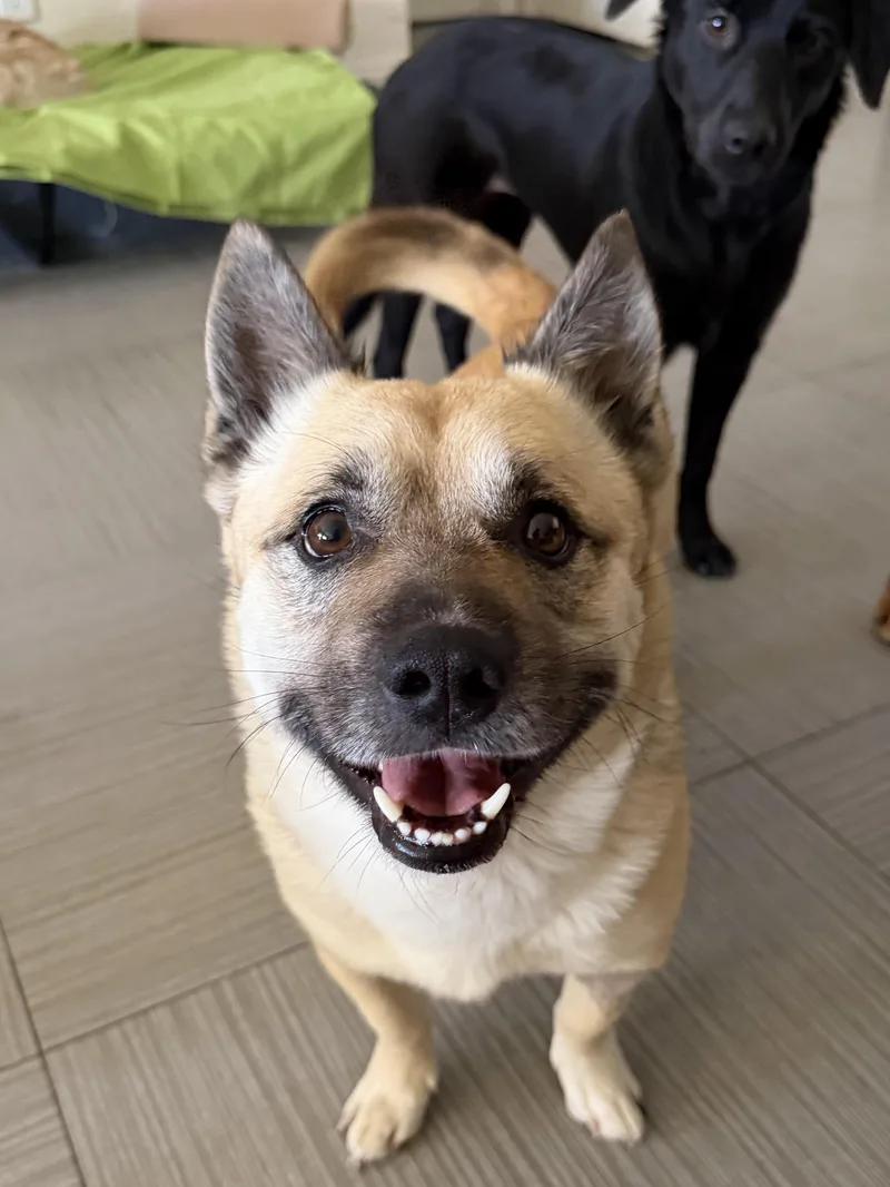 An adult medium-sized male Corgi dog named Axel for adoption in Las Vegas, NV