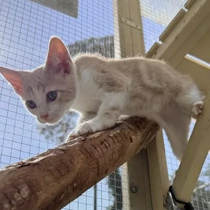 A baby medium-sized male Orange & White Domestic Short Hair cat named Finn for adoption in Beaufort, SC