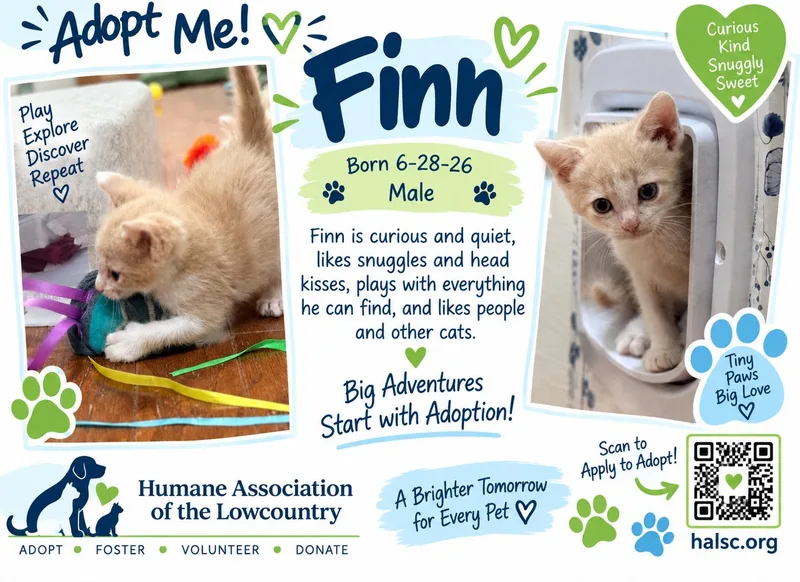 Finn thumbnail 3