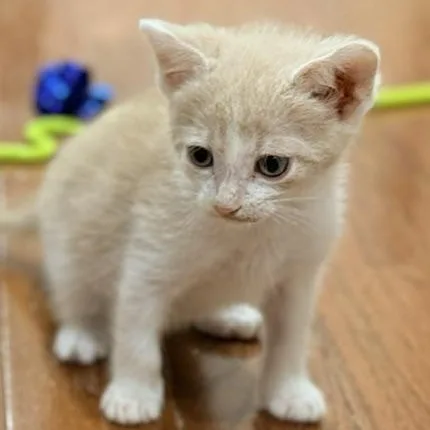 Finn thumbnail 4