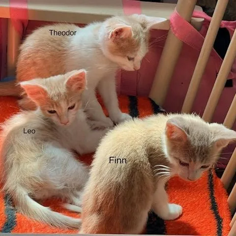 Finn thumbnail 5