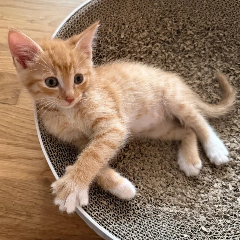 A baby small-sized male Orange / Red Domestic Short Hair cat named Ricky for adoption in Woodinville, WA