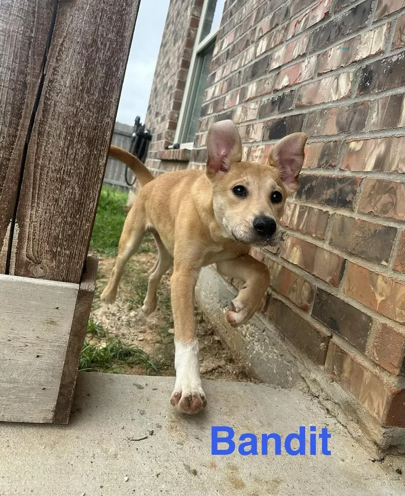 Bandit