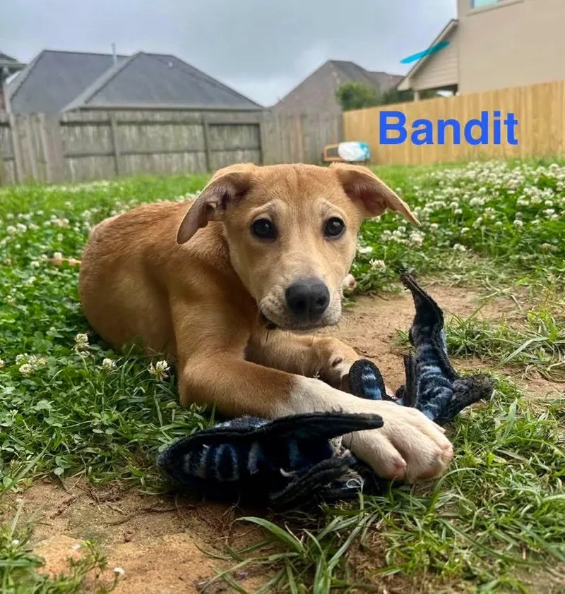 Bandit thumbnail 2