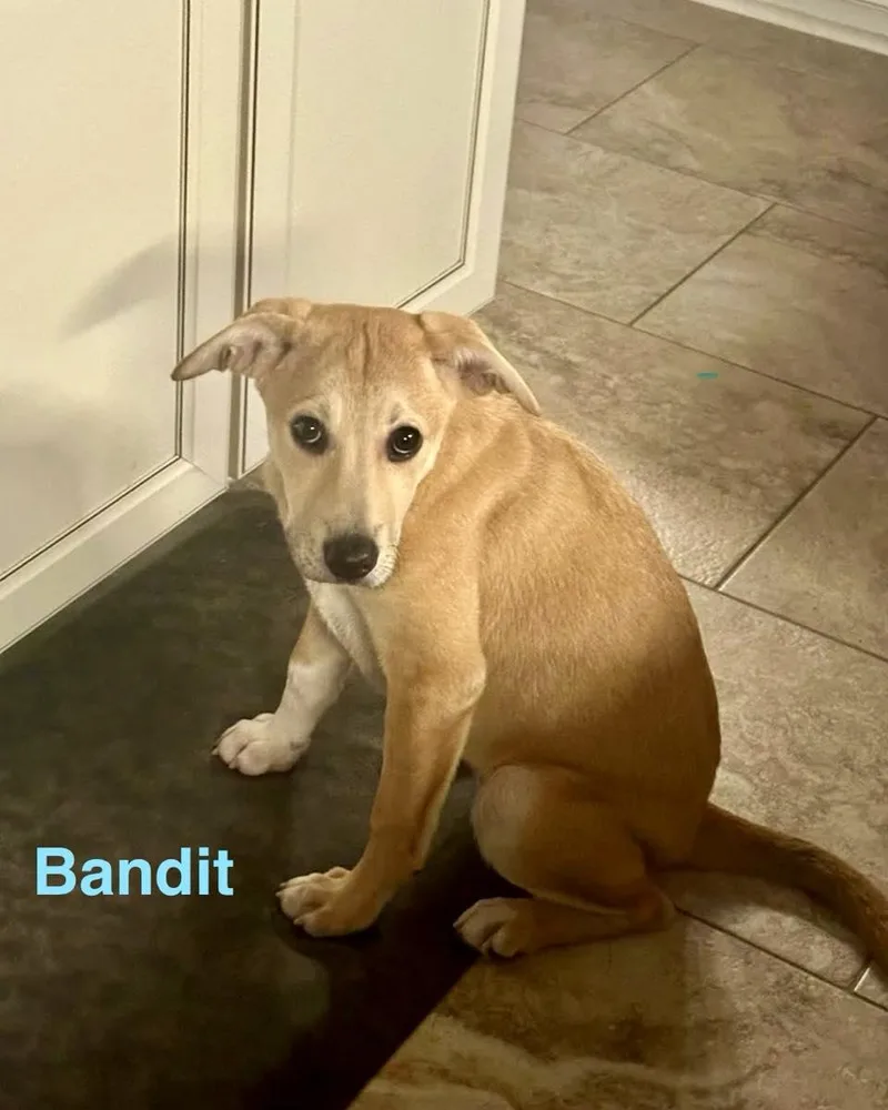 Bandit thumbnail 3