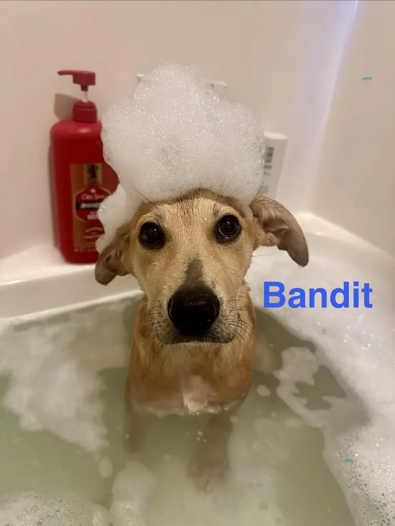 Bandit thumbnail 4
