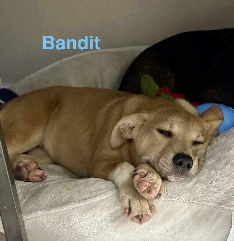 Bandit thumbnail 5