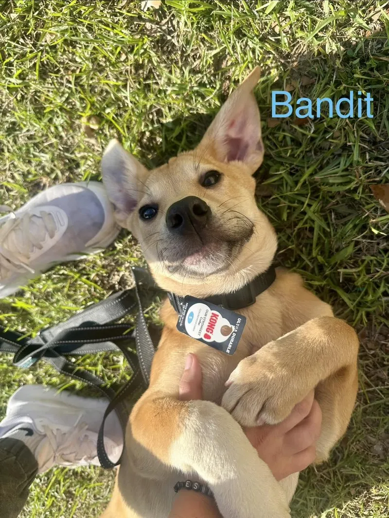 Bandit thumbnail 6
