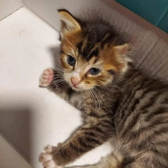 A baby small-sized female Domestic Short Hair cat named Eloise for adoption in Hartsville, SC