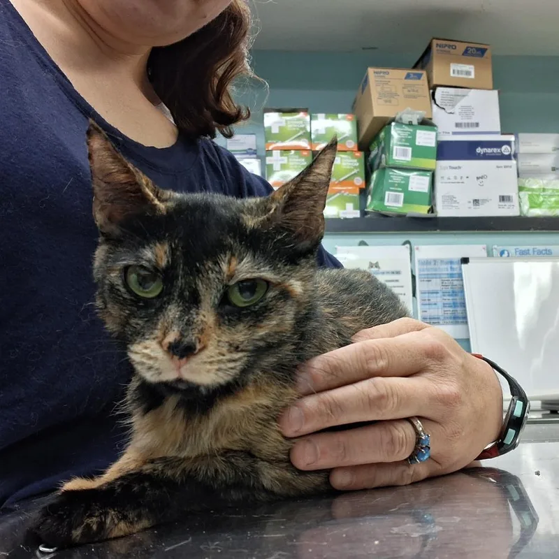 A young medium-sized female Tortoiseshell Domestic Short Hair cat named Rayne for adoption in Hudson, NY