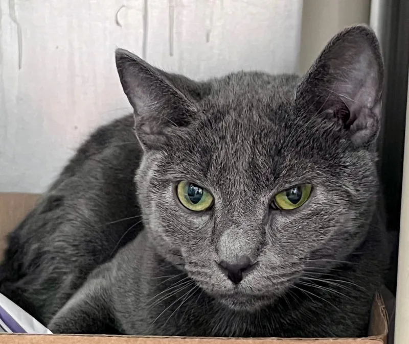 A baby medium-sized male Domestic Short Hair cat named Lloyd for adoption in Cincinnati, OH