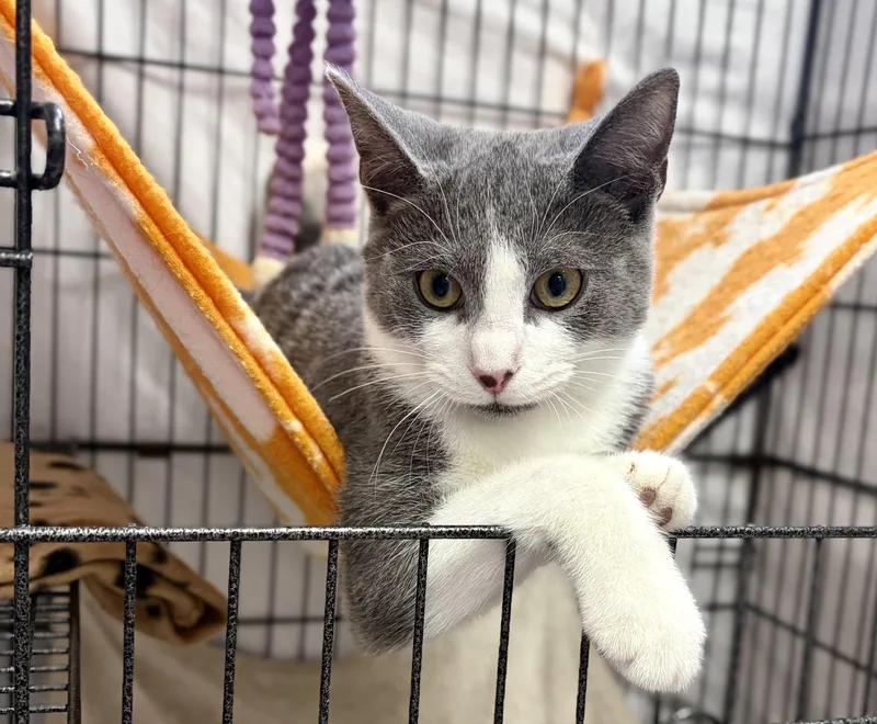 A young medium-sized female Domestic Short Hair cat named Bagel for adoption in Bardstown, KY