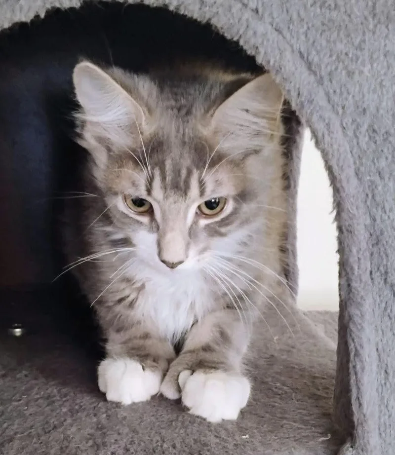 A baby medium-sized male Tabby (Gray / Blue / Silver) Domestic Medium Hair cat named Tubby for adoption in Breinigsville, PA