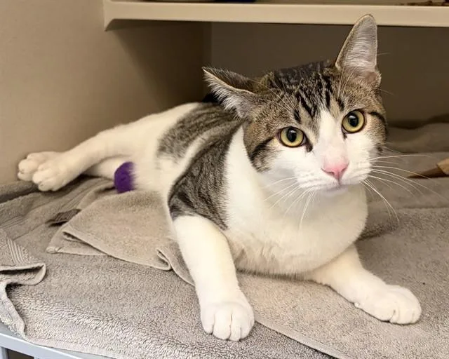 A young small-sized male Domestic Short Hair cat named Porcelain for adoption in Denver, CO
