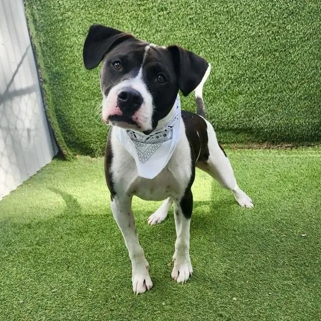 A young large-sized male Black American Staffordshire Terrier dog named Caesar for adoption in Houston, TX