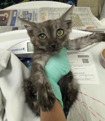 A baby small-sized male Domestic Short Hair cat named Gengar for adoption in Riverside, CA