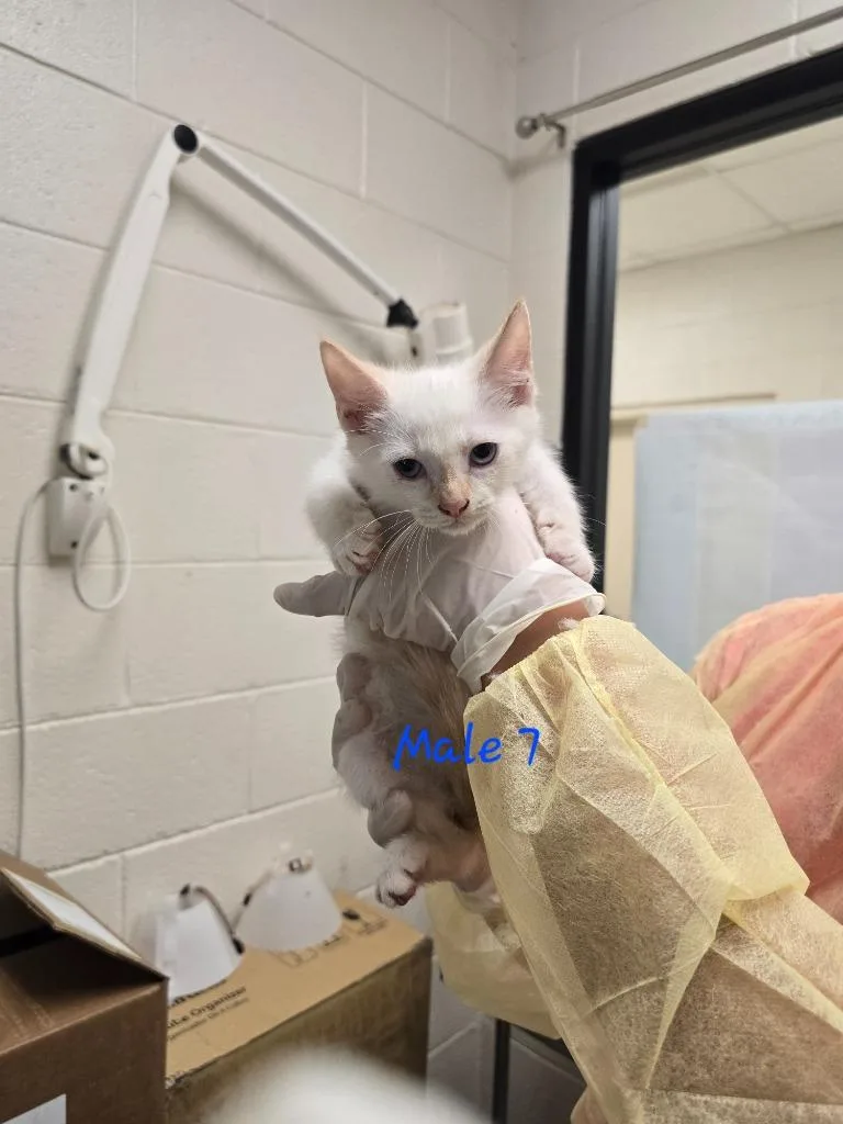 A baby medium-sized male Domestic Short Hair cat named Portobello for adoption in Madison, GA