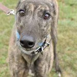 An adult medium-sized female Greyhound dog named Wild Holly for adoption in grandville, MI
