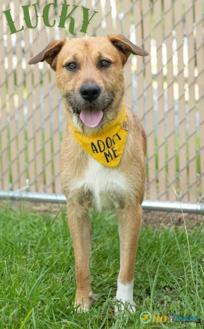 An adult large-sized male Terrier dog named Lucky for adoption in Fairhope, AL