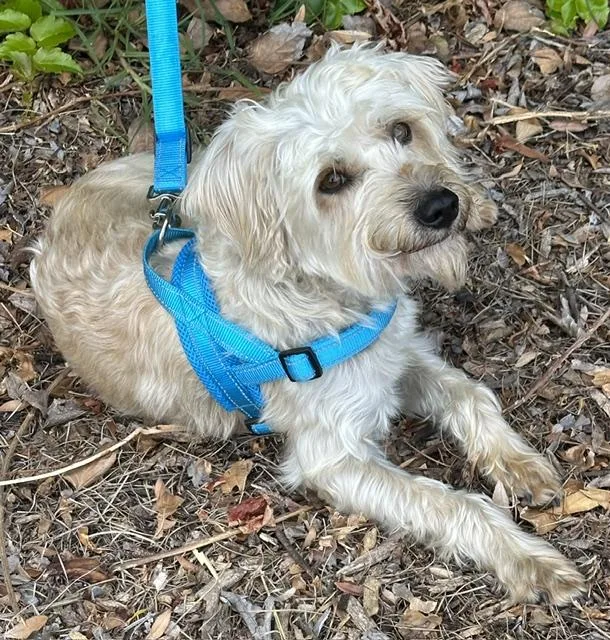 A young small-sized male White / Cream Schnoodle dog named Mateo for adoption in Bell Gardens, CA