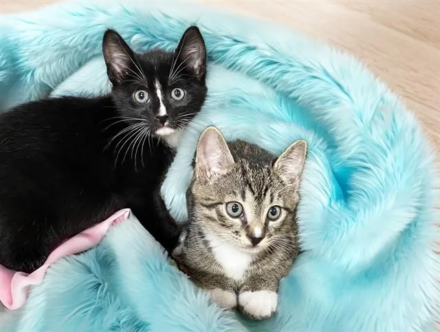 A baby medium-sized male Domestic Short Hair cat named Pepe for adoption in Fort Lauderdale, FL