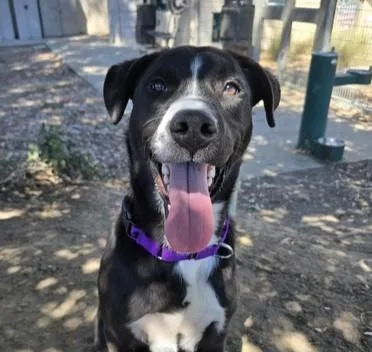 A young large-sized male Border Collie dog named Oreo for adoption in Martinez, CA