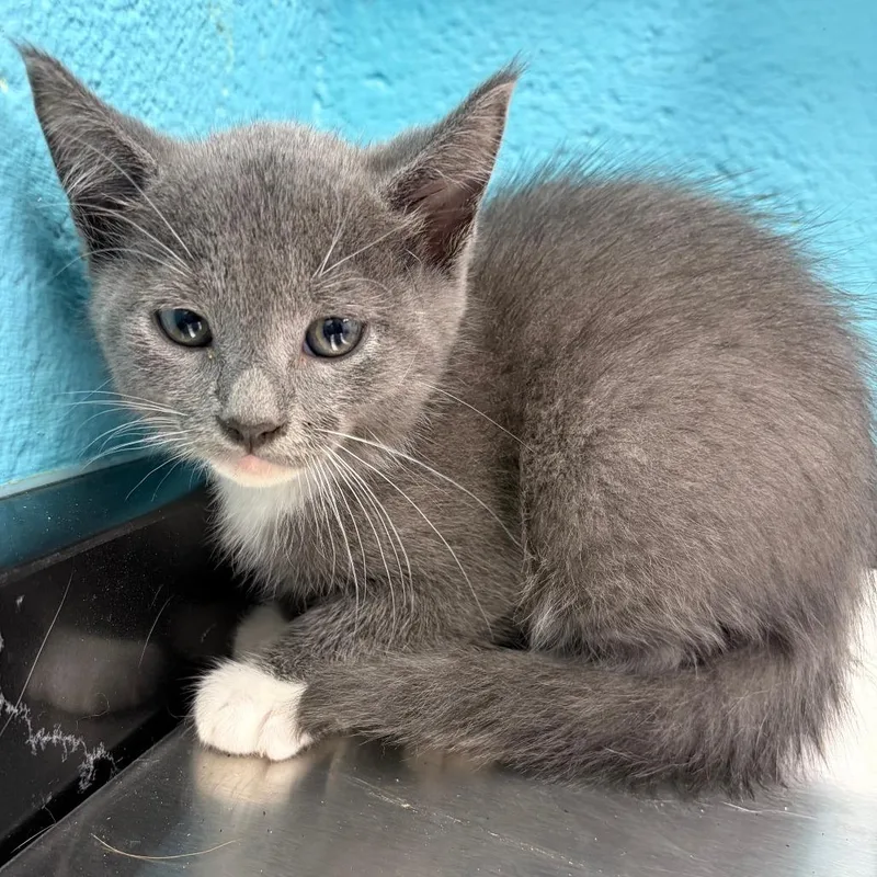 A baby small-sized male Gray / Blue / Silver Domestic Short Hair cat named Clover for adoption in Philadelphia, PA