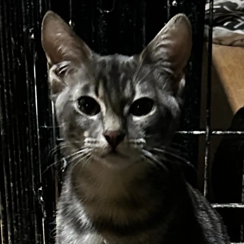 A baby medium-sized male Gray / Blue / Silver Domestic Short Hair cat named Hubble Chino Hills for adoption in Chino Hills, CA