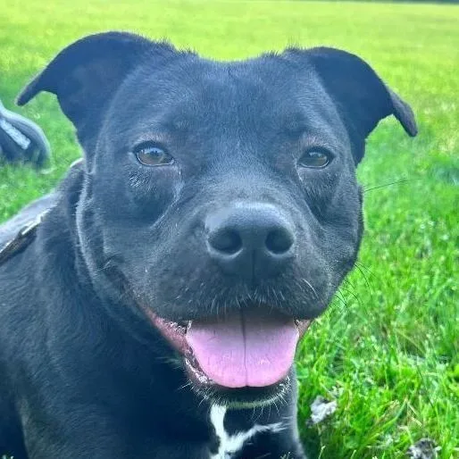 Mirabella thumbnail 2