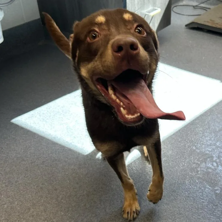 A young medium-sized male Husky dog named Reese for adoption in St Joseph, MO