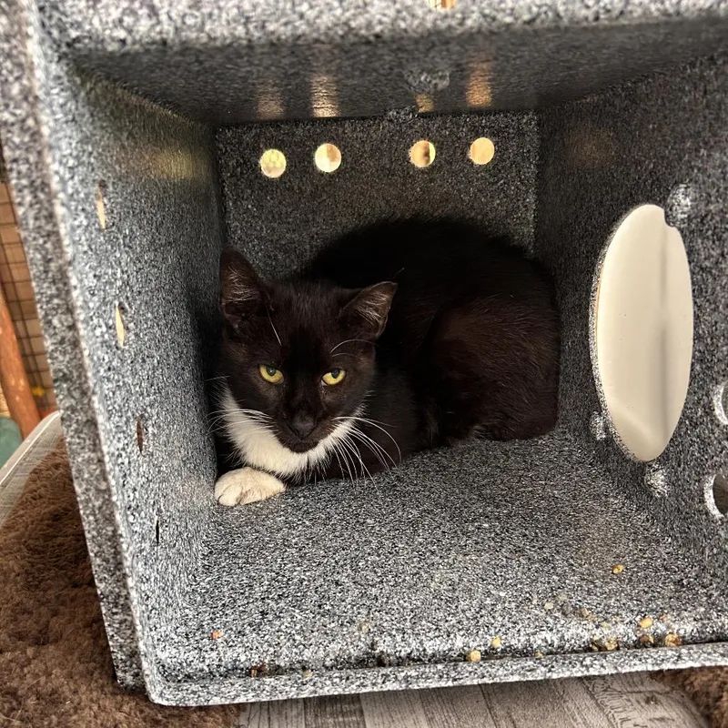Tia  WORKING CAT