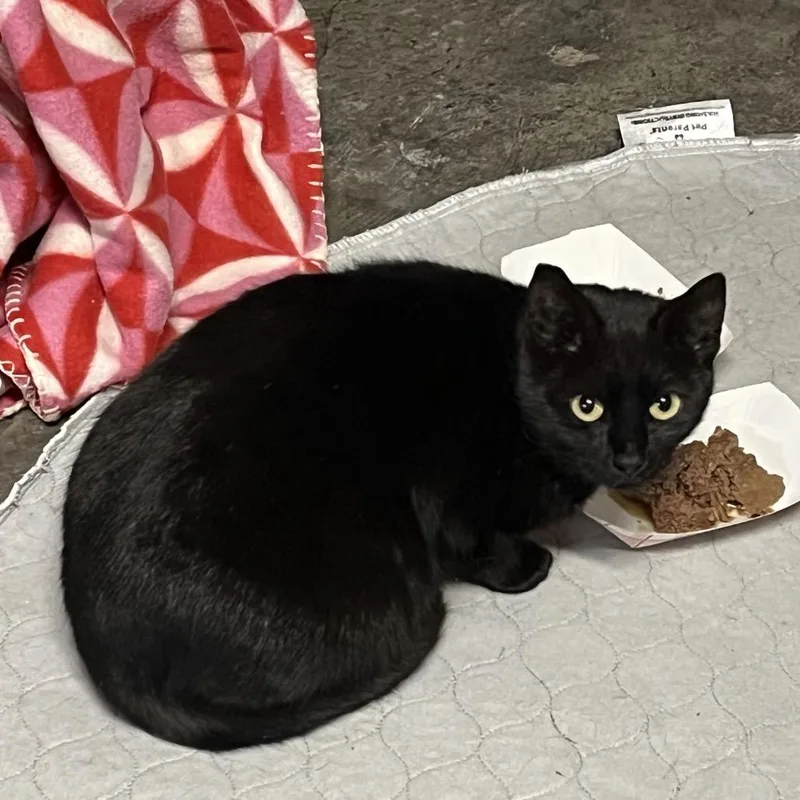 A young medium-sized female Black Domestic Short Hair cat named Birch for adoption in Roanoke, VA