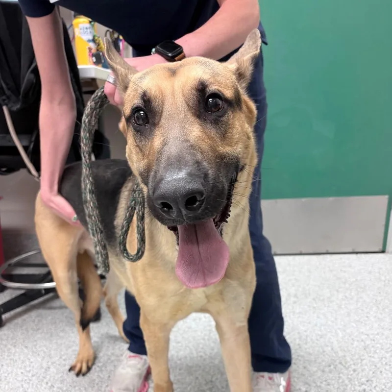 An adult large-sized male Black Dutch Shepherd dog named Rex for adoption in Reno, NV