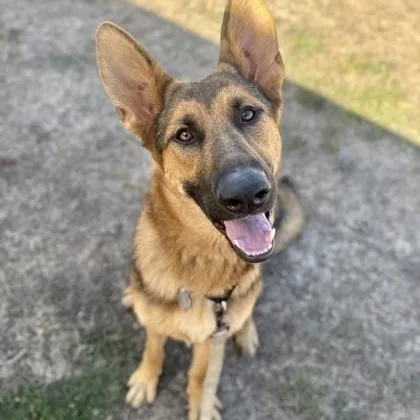 An adult medium-sized female German Shepherd Dog named Isabelle for adoption in Roseburg, OR