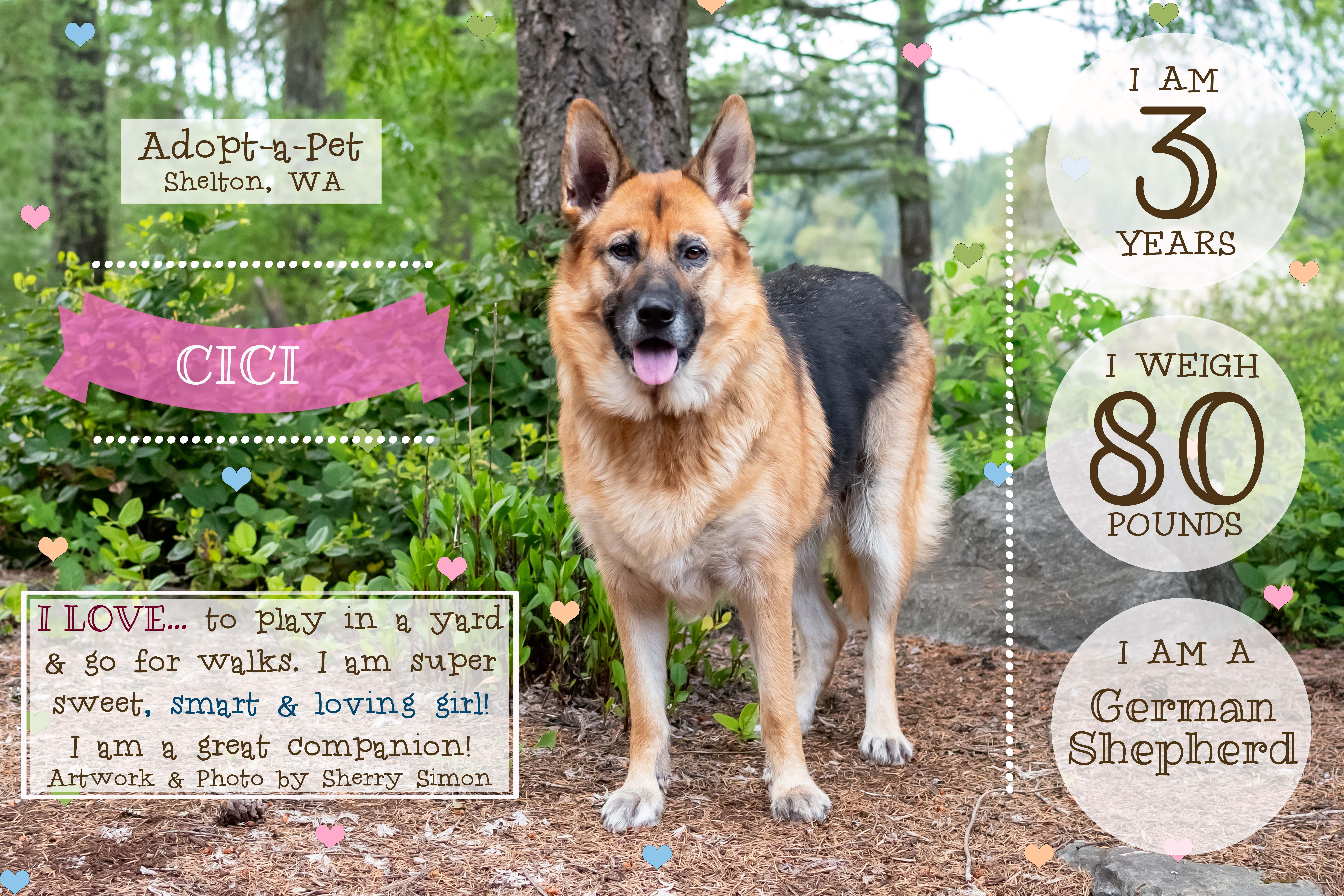 An adult large-sized female Tricolor (Brown, Black, & White) German Shepherd Dog dog named Cici for adoption in Shelton, WA