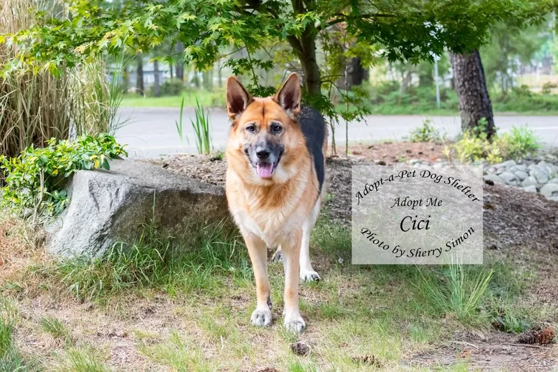 Cici thumbnail 2