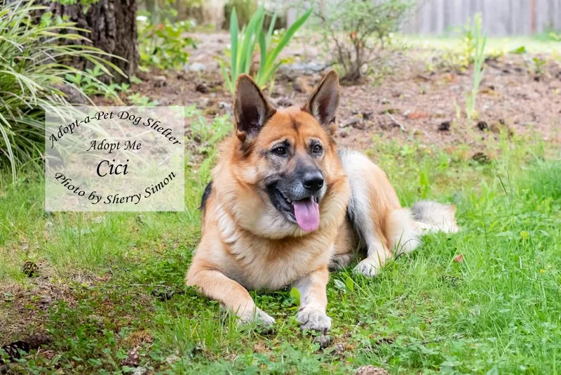 Cici thumbnail 6
