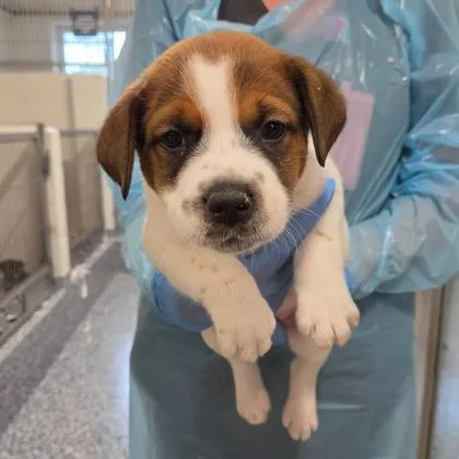 A young large-sized male Cattle Dog dog named Shi for adoption in Kansas City, MO