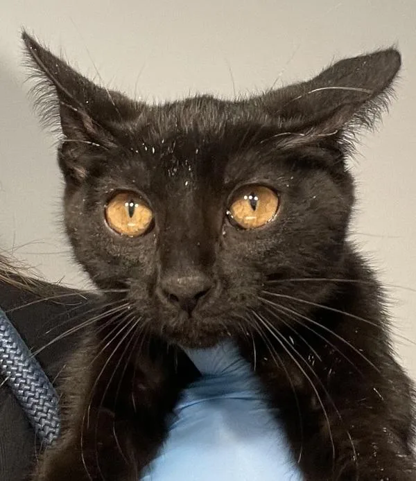 A baby small-sized female Domestic Short Hair cat named Coal for adoption in Golden, CO